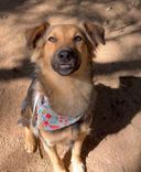Cão
