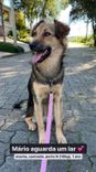 Cão