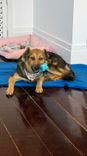 Cão
