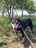Cão
