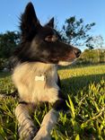 Sebastião
