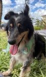 Cão