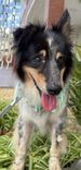 Cão