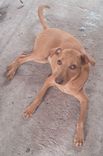 Cão
