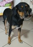 Cão