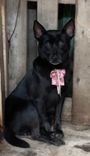Cão