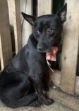Cão