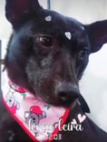 Cão