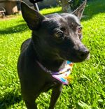 Cão