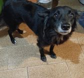 Cão