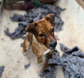 Cão