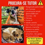 Cão