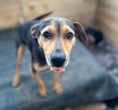 Cão
