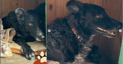 Cão