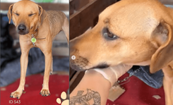 Cão