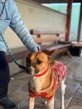 Cão