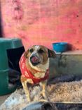 Cão