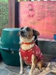 Cão