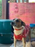 Cão