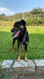 Cão