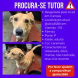 Cão