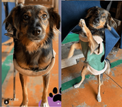 Cão