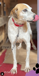 Cão