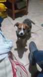 Cão