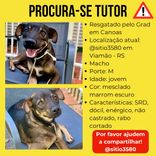 Cão