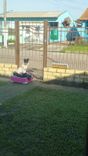 Cão
