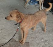 Cão