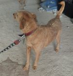 Cão