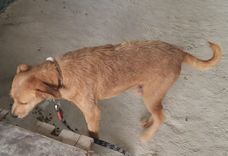 Cão