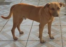 Cão