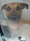 Cão