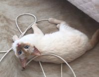 Nala