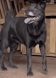 Cão