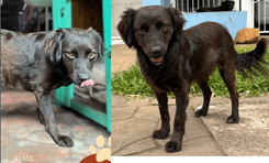 Cão