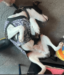 Cão