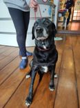 Cão