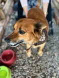 Cão
