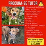 Cão