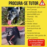 Cão