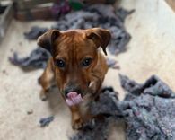 Cão