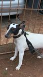 Cão