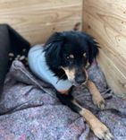 Cão