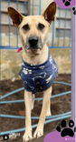 Cão
