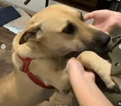 Cão