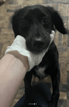 Cão