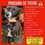 Cão